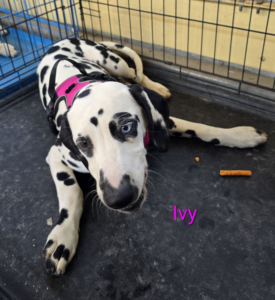 Adorable Dalmatian Puppies