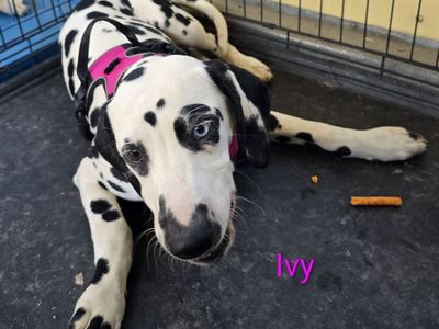 Adorable Dalmatian Puppies