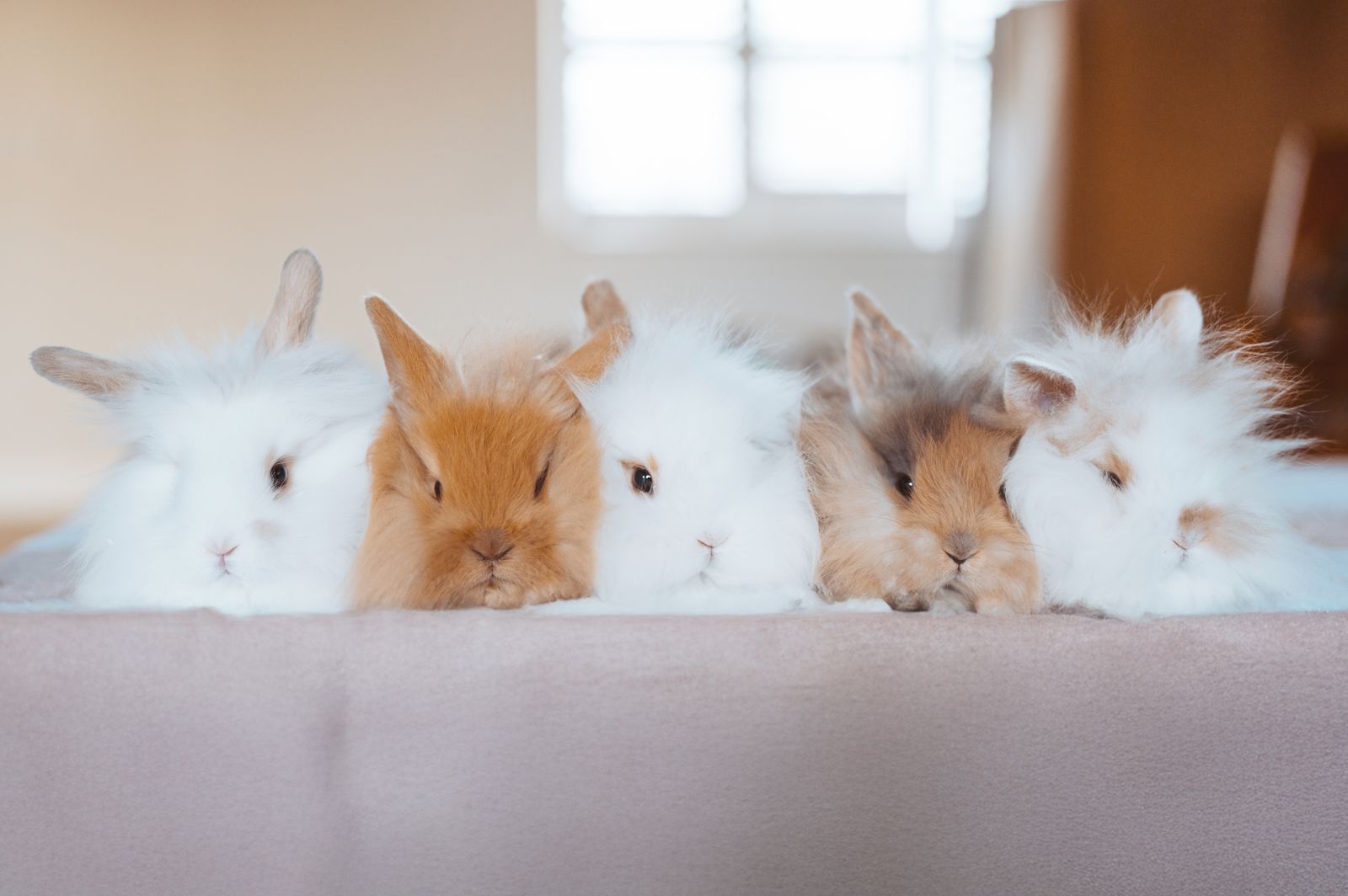 Easter Bunnies Holland Lop Lionhead Mix