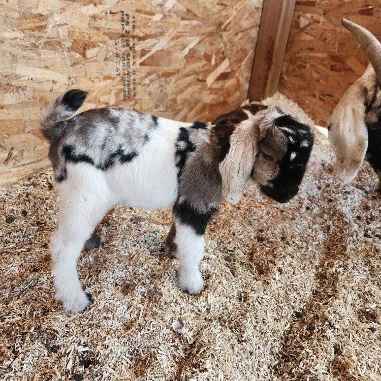 Full Boer Buckling's And Doeling's