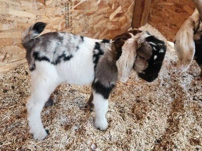 Full Boer Buckling's And Doeling's