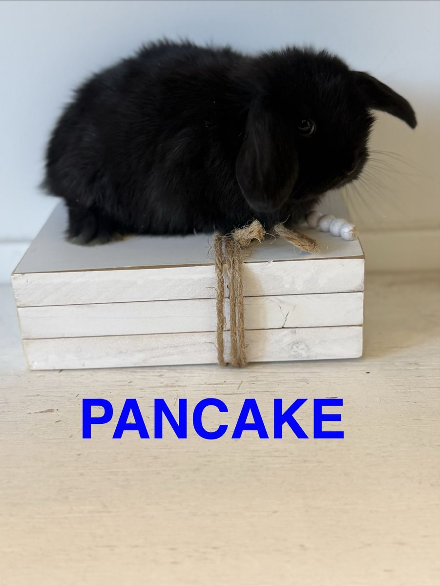 Holland Lop Bunnies - pedigreed