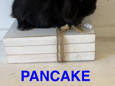Holland Lop Bunnies - pedigreed