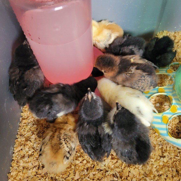 Chicks