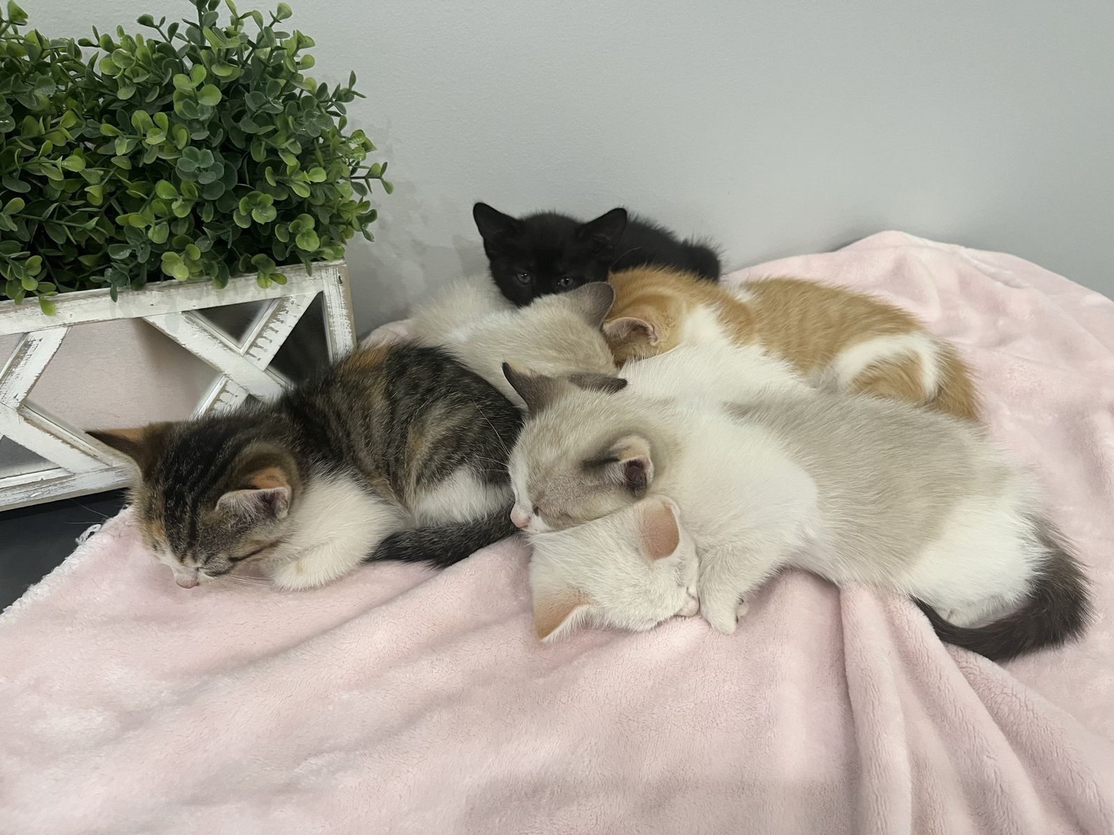 Friendly Adorable Kittens