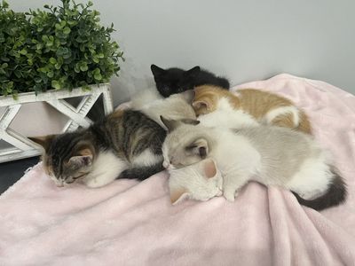 Friendly Adorable Kittens