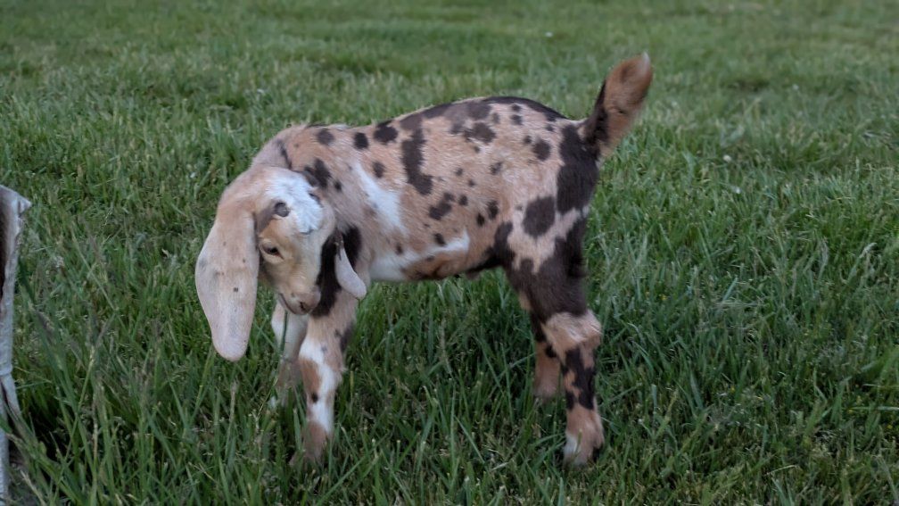 Beautiful Registerable Nubian buckling