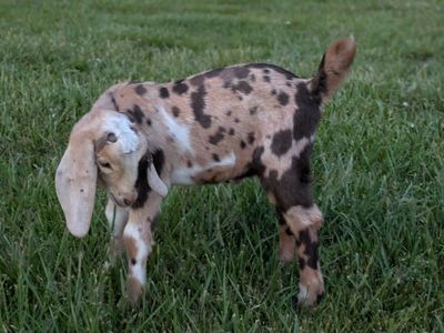 Beautiful Registerable Nubian buckling