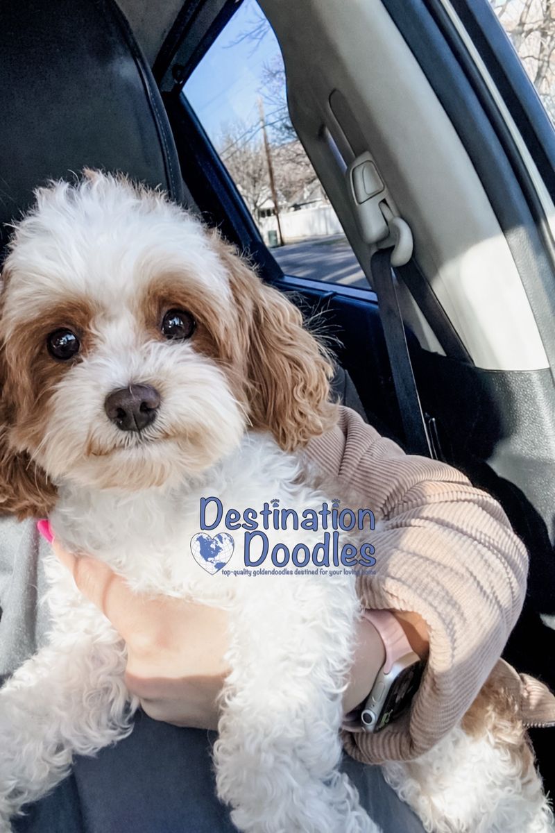 4lb Micro Cavapoo Stud 37% Cavalier, +/-, Bb 10/10