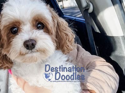 4lb Micro Cavapoo Stud 37% Cavalier, +/-, Bb 10/10