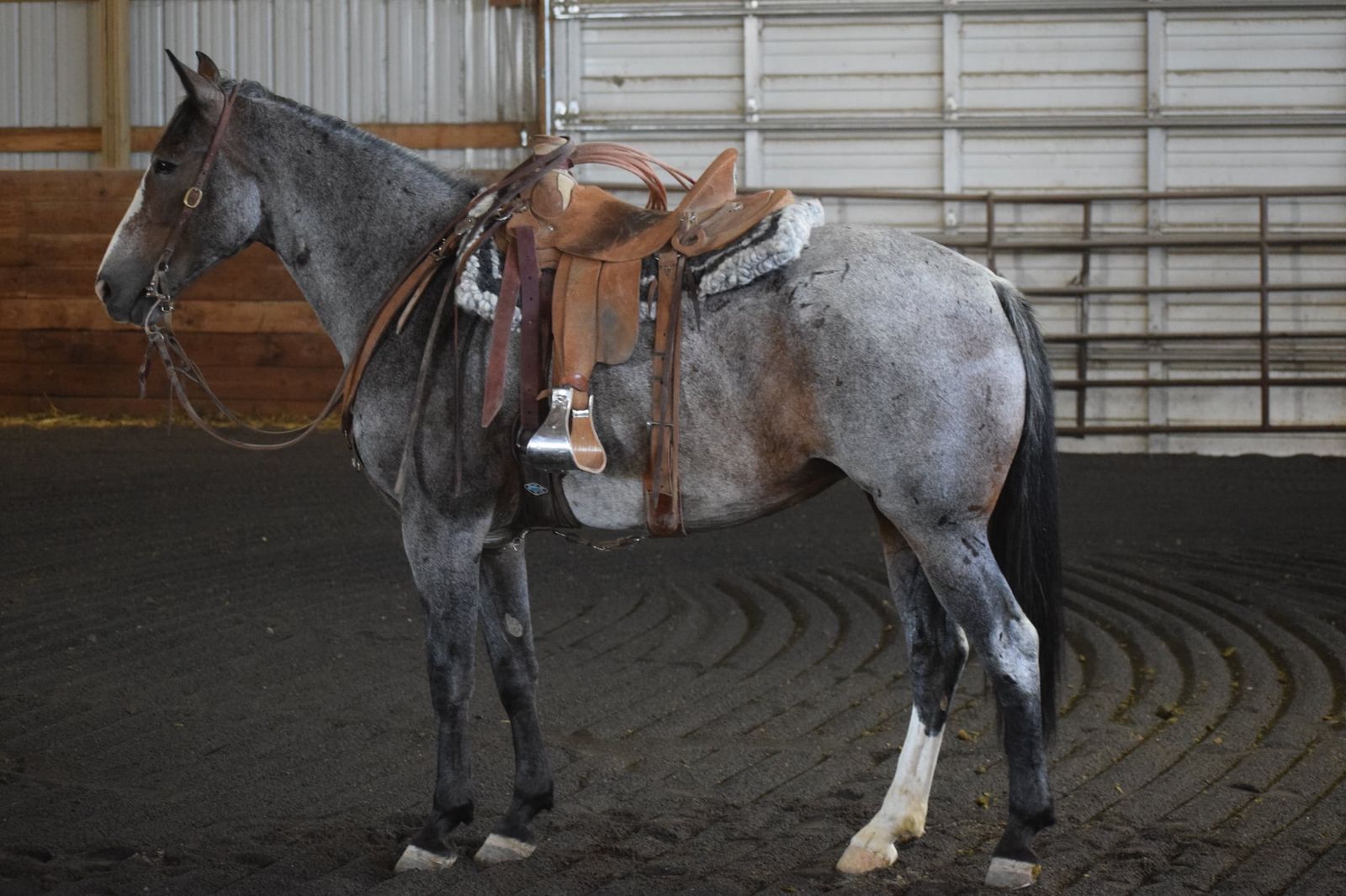 5 year old 1/4 draft mare