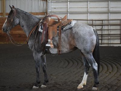 5 year old 1/4 draft mare