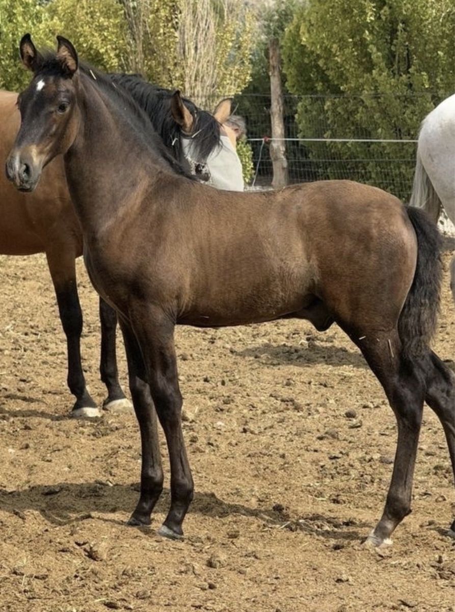 Horse Andalusian 