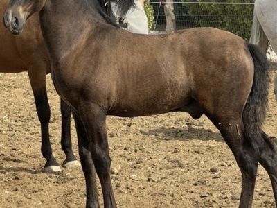 Horse Andalusian
