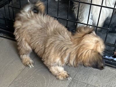 Shih Tzu Bichon Frisée Beagle Mix