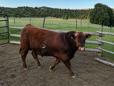 Red Angus yearling bull for sale