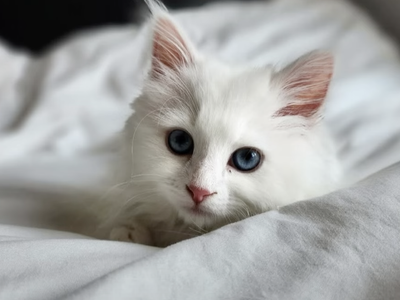 Siberian Neva Masquerade Kittens