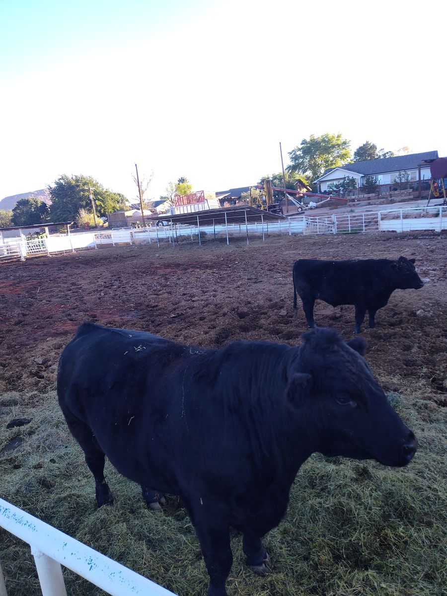 Beef free of added hormones and antibiotics.