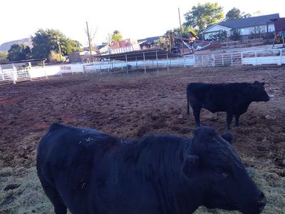 Beef free of added hormones and antibiotics.