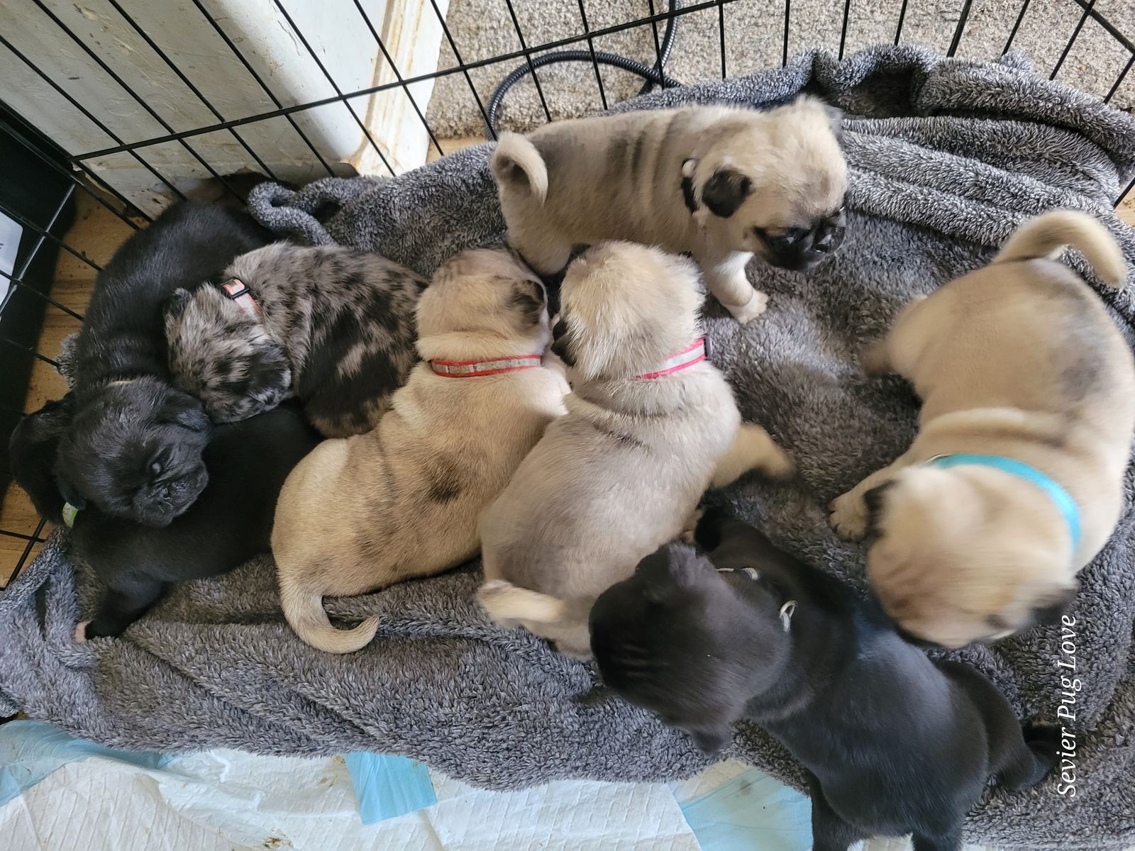 Rare & Exotic Pug Puppies