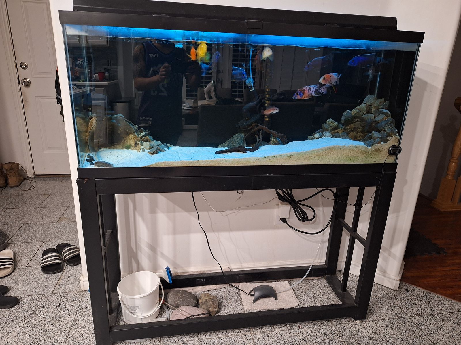 Cichlids aquarium bundle