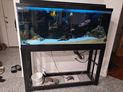 Cichlids aquarium bundle