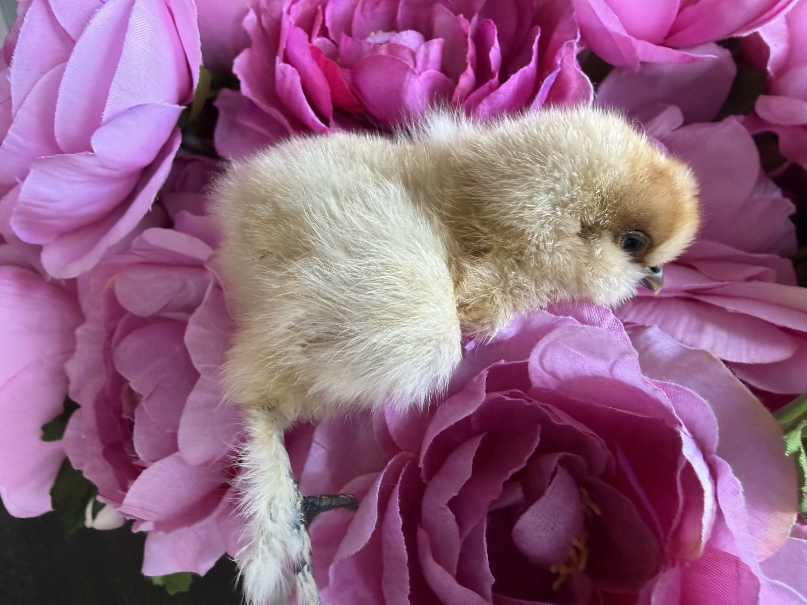 Splash silkies chicks