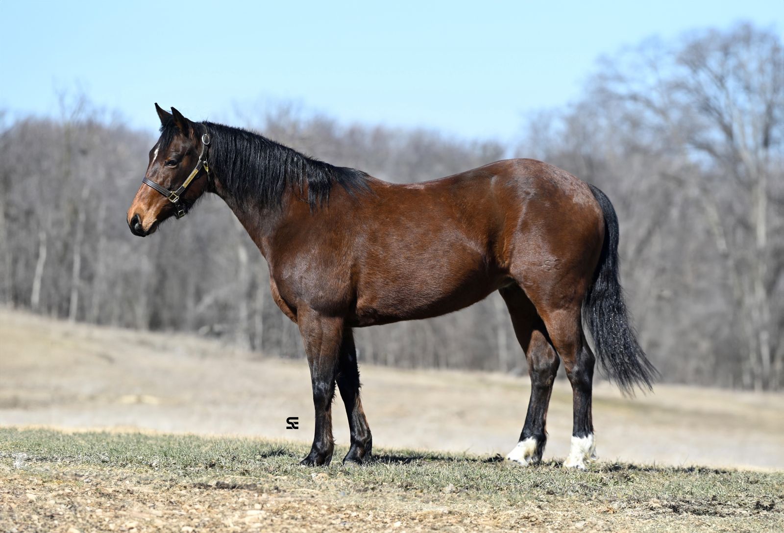 𝗛𝗶𝗴𝗵 𝗕𝗿𝗼𝘄 𝗖𝗮𝘁 𝗫 𝗣𝗲𝗽𝘁𝗼𝘀𝗺𝗮𝗿𝘁 - 𝗕𝗮𝘆 𝗠𝗮𝗿𝗲 𝗔𝗻𝘆𝗼𝗻𝗲 𝗖𝗮𝗻 𝗘𝗻𝗷𝗼𝘆!