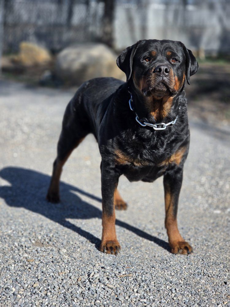 #1 Rated AKC German Rottweiler Puppies
