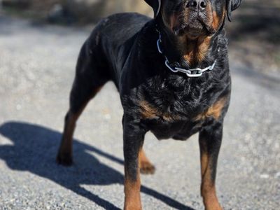 #1 Rated AKC German Rottweiler Puppies