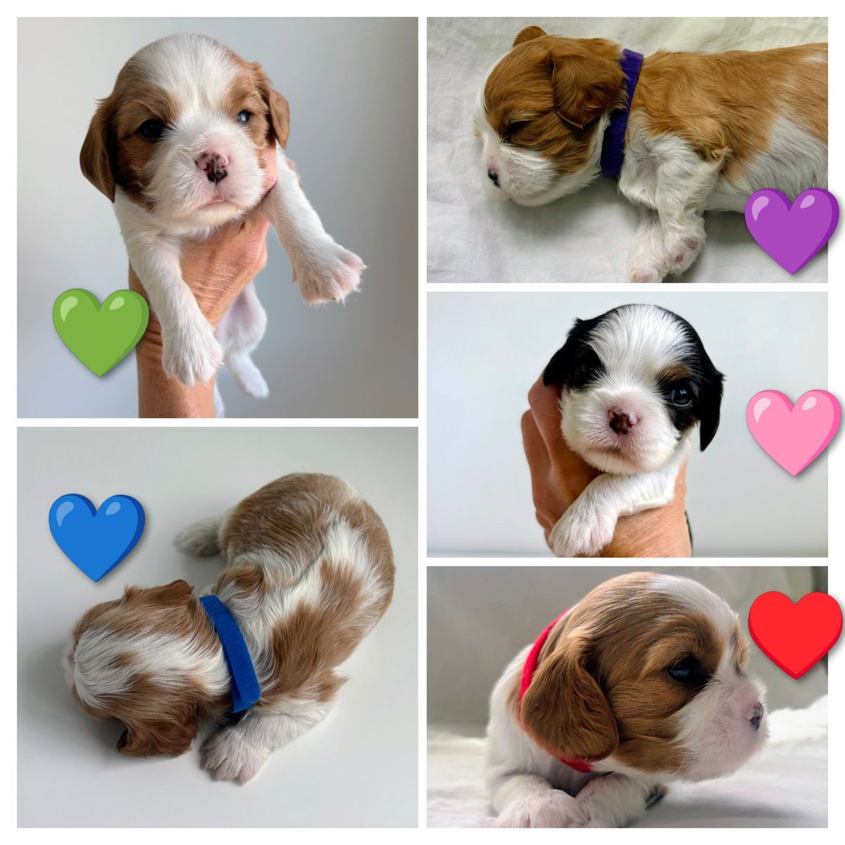 AKC Cavalier King Charles Spaniel Puppies!