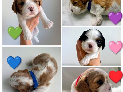 AKC Cavalier King Charles Spaniel Puppies!