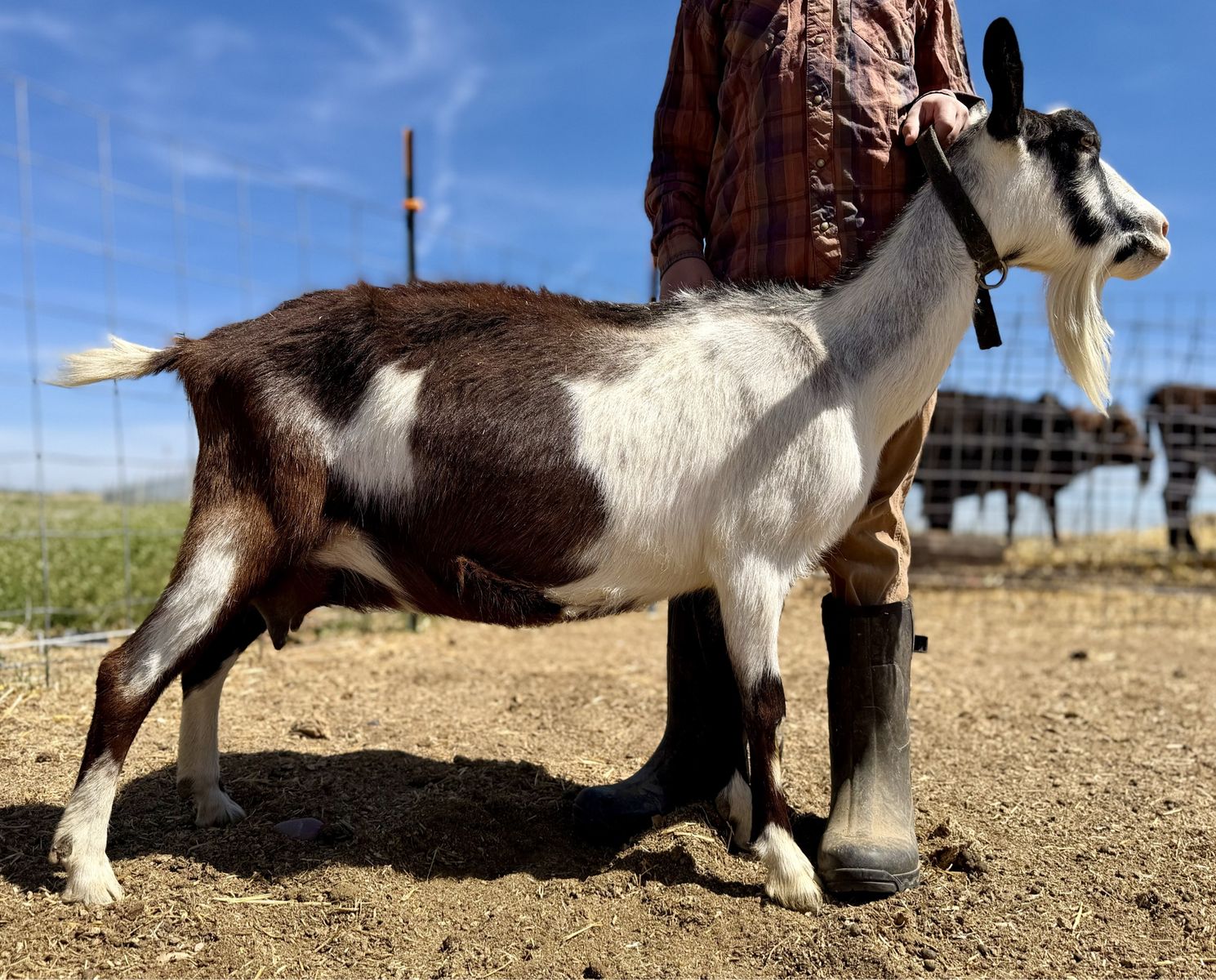 ADGA Registered Alpine Goat In Milk