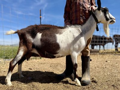 ADGA Registered Alpine Goat In Milk