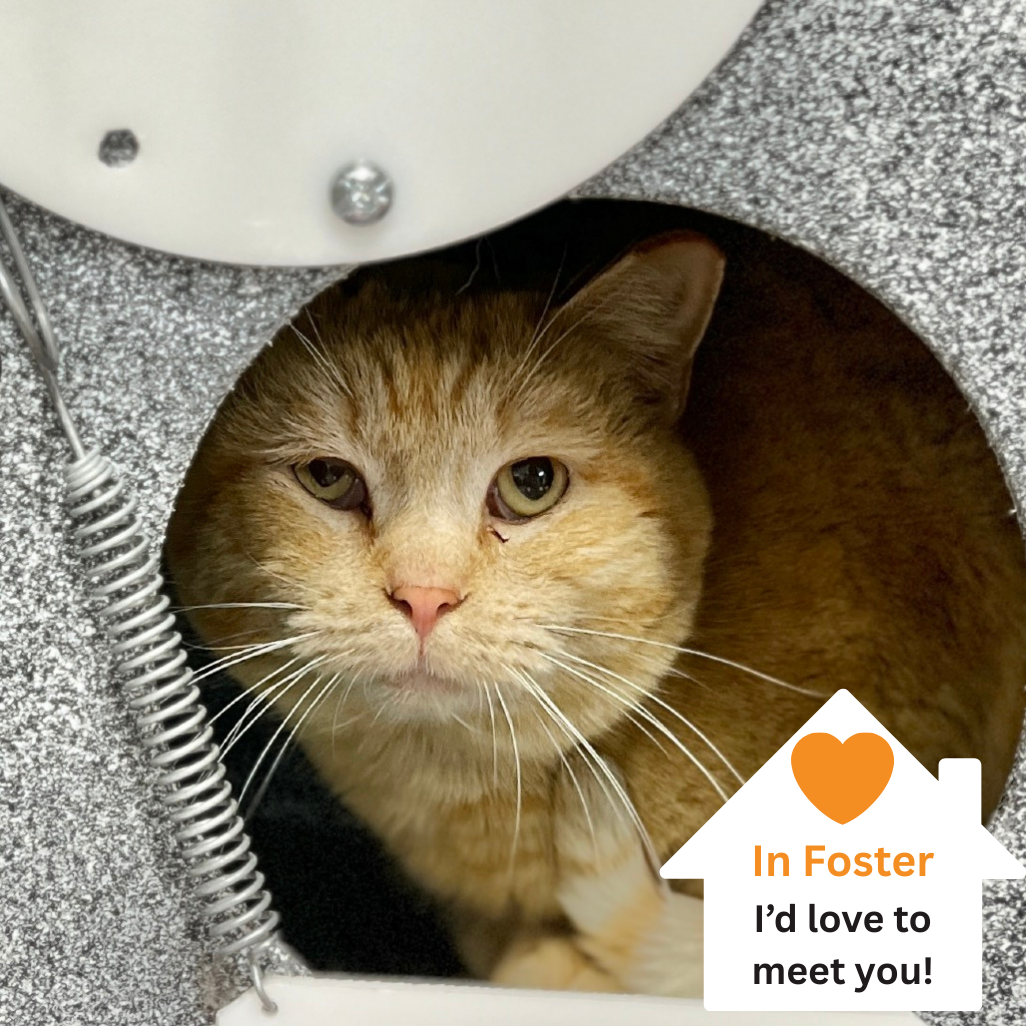 Hello my name is Cucumber