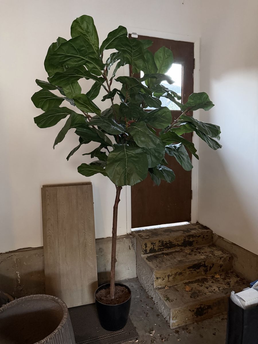 2 Faux Fiddle Leaf Fig Trees