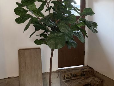 2 Faux Fiddle Leaf Fig Trees