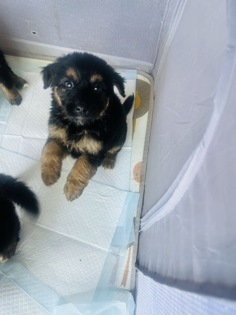 bernese mountain/ German shepherd puppies