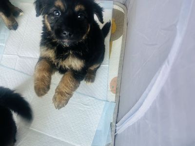 bernese mountain/ German shepherd puppies