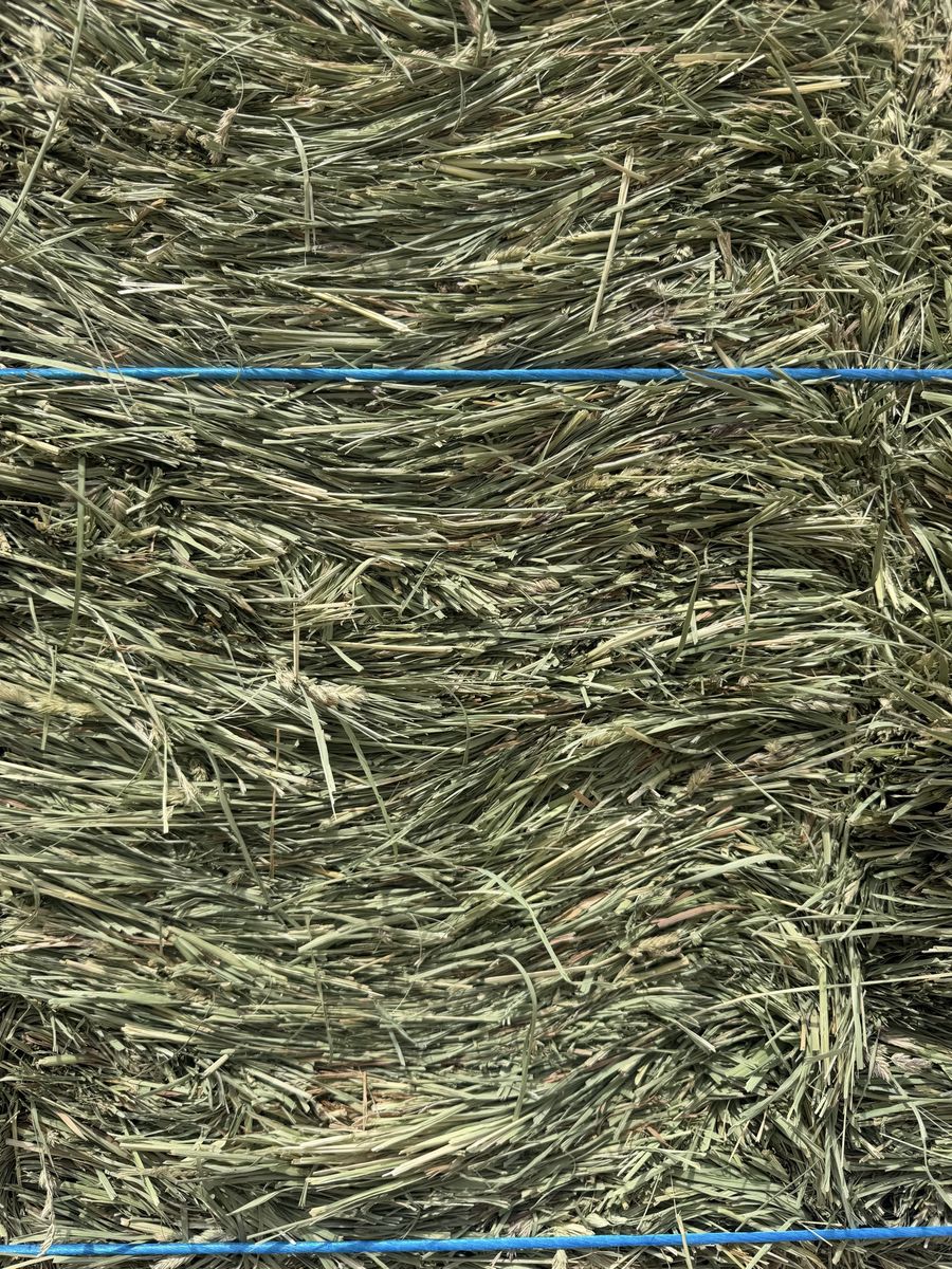 Premium Fresh Orchard Grass 21-bale bundles