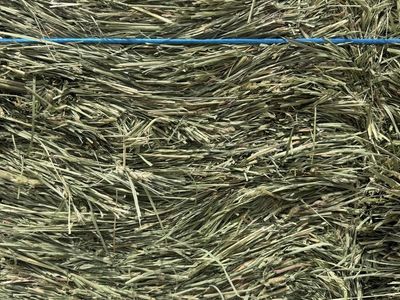 Premium Fresh Orchard Grass 21-bale bundles