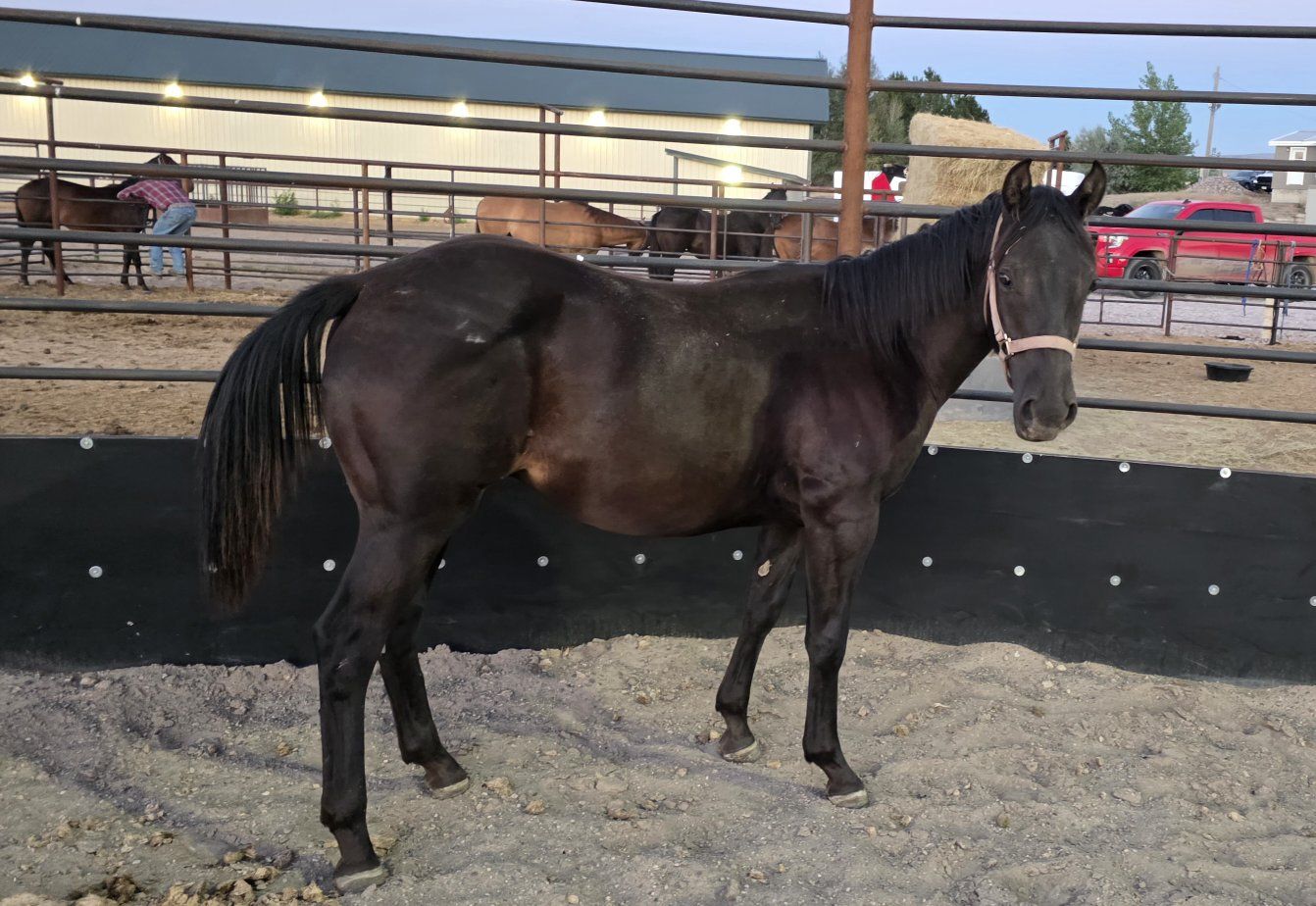 Offered by Sawmill Performance Horses: Coming 2-Year-Old Black Gelding