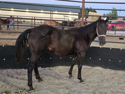 Offered by Sawmill Performance Horses: Coming 2-Year-Old Black Gelding