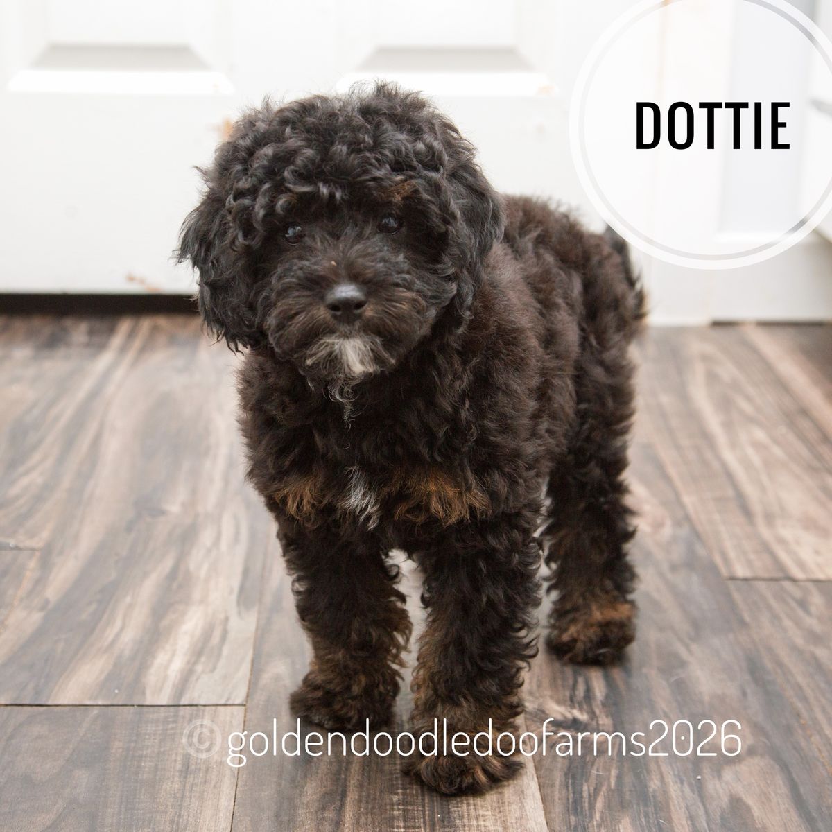 Crate Trained Golden Aussiedoodle Puppies Ready