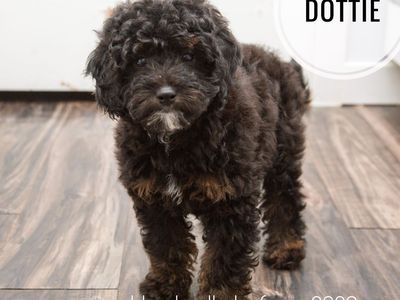 Crate Trained Golden Aussiedoodle Puppies Ready