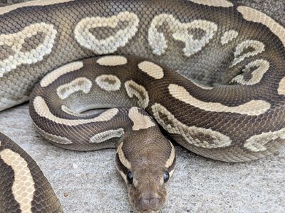 2022 Subadult F Black Pastel Mojave Ball Python