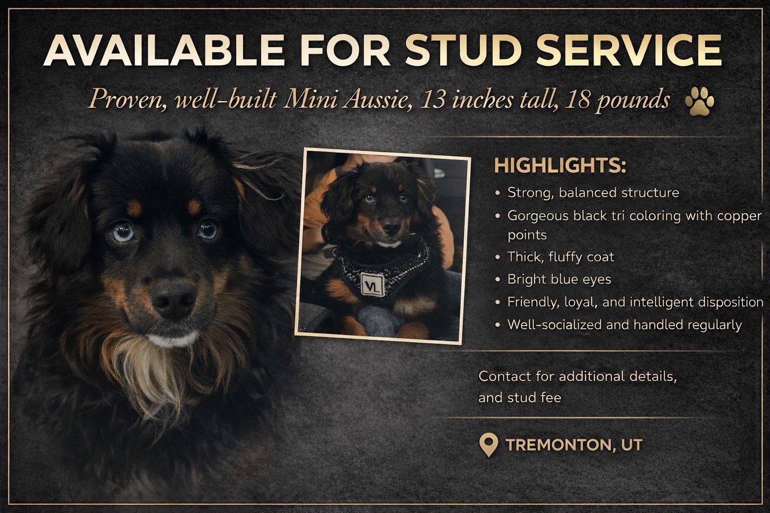 Mini aussie stud