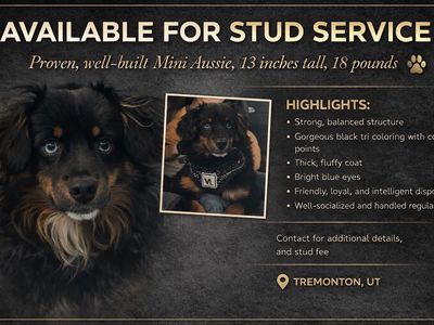 Mini aussie stud