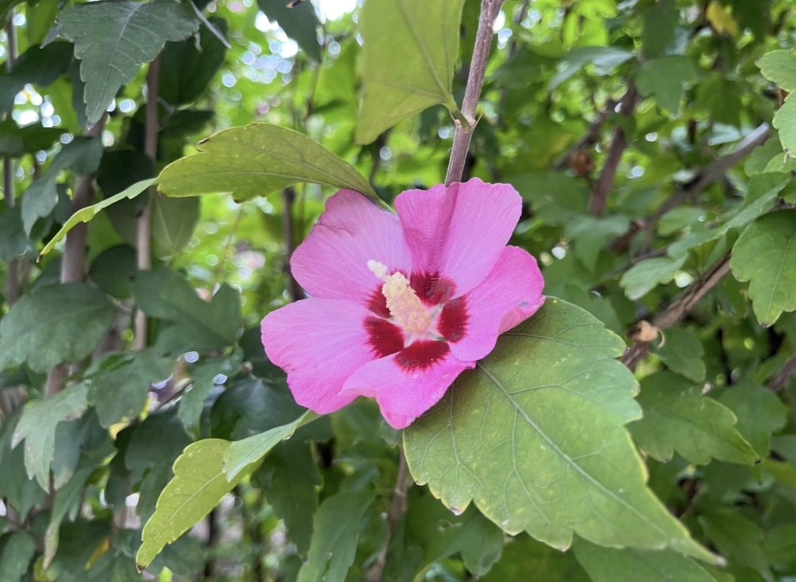 Locally grown potted pink Hibiscus starts.