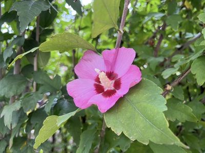 Locally grown potted pink Hibiscus starts.